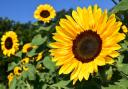 Children can grow their own sunflower at this Lyme Regis event