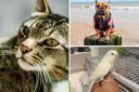 Dorset Echo readers' pets photos