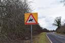 Dorset sees decrease in horse road injuries