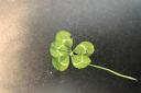 LUCKY: The five leaf clover found by Alice Sullivan