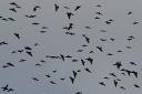 THE BIRDS: A record number of jackdaws are migrating from West Bay this year 
