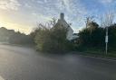 Tree fallen onto the coast road B3157 at Burton Bradstock