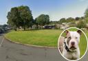 The attack took place off Wellfields Drive in Bridport involving a suspected XL Bully