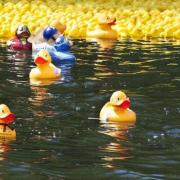 The race will see hundreds of ducks head down the river cheered on by spectators