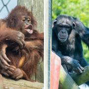 From left: Orphaned orangutan Kayan and rescued chimp Kangoo