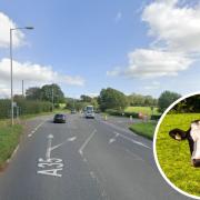 A Bridport road was blocked twice by cows
