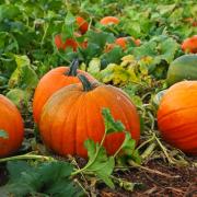 Picture:  Dorset Country Pumpkins