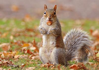 It's  mine - nut  collecting  in bournemouth gardens, taken by Michal Langer. 