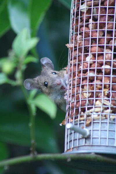 Dave Court of Bournemouth snapped this surprised looking mouse in his bird feeder.

