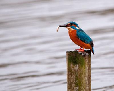 Kingfisher on the Stour at Northbourne,  taken by  Andy Trickett. 