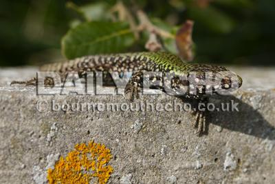 European wall lizard on the cliff top at Canford Cliffs.  