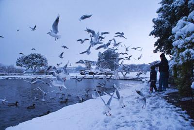 Feeding the birds in Poole Park by Kasia Nowak. 