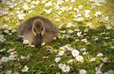 Daisy duckling,taken by Kasia Nowak.