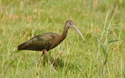 A very rare bird, a glossy ibis, feeding on Stanpit Marshes, Taken by Stan Maddams.