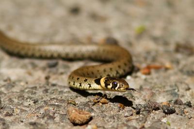 Stan Maddams of Bournemouth took this photo of a young grass snake at Arne.
