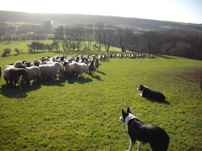 Sheep dogs Meg and Jo moving sheep on our farm at Blackmanston near Kimmeridge taken by  Liz Hole. 