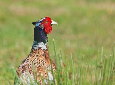 An eye catching display of colour.....A cock pheasant taken by Phil Harris on the Water Meadows at Bestwall in Wareham.