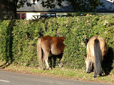 Simon Gregory spotted this strange sight whilst driving through Minstead in the New Forest.
