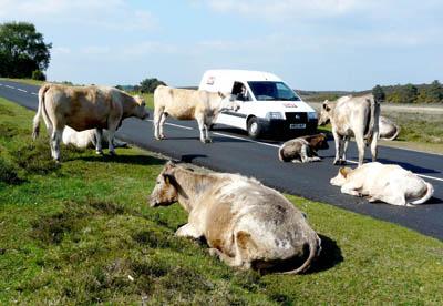 Cows lying in the road at Burley, taken by Simon Gregory.