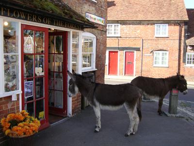 Donkey shopping taken in Beaulieu by Alan Stratford.