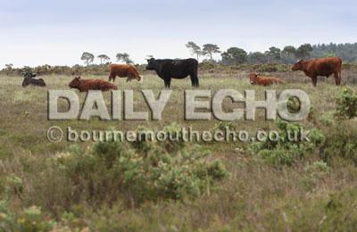 Cattle  on  Holt Heath.