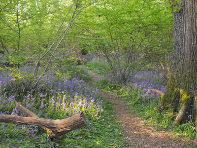 Bluebell woods at Pamphill near Wimborne, such a peaceful and beautiful place to be, taken by Annie Chambers. 