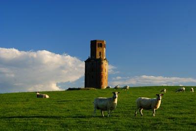 Horton Tower and the Guardian Sheep, taken by   Karyn Cuglietta, Bournemouth. 