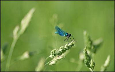 Damsel Fly on by the Stour at Canford Magna School, taken by Sandie Wells.