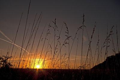 Sunrise over a cornfield, taken in the fields between Kingston Lacy and Badbury Rings by Mark Brazier.