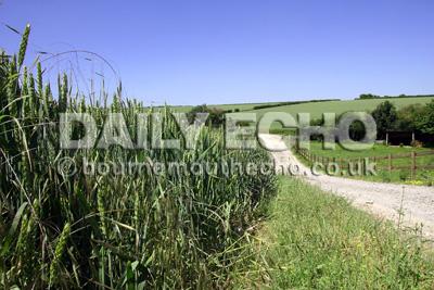 Corn fields at Thornicombe, near Blandford, North Dorset.