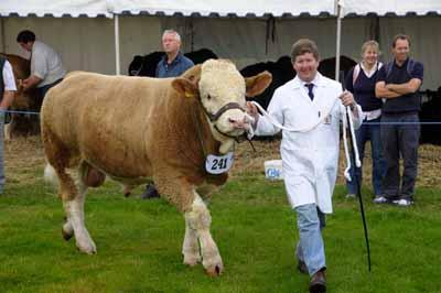 Dorset County Show - Cattle judging the bulls.  