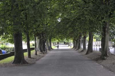 Horse Chestnut Trees at South Walks, Dorchester. 