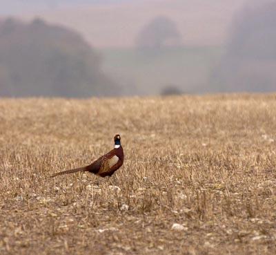 Pheasant in a field near Littlebredy.  