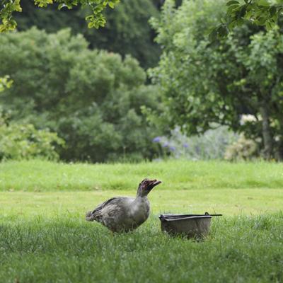 Duck takes to water at Mapperton House. 