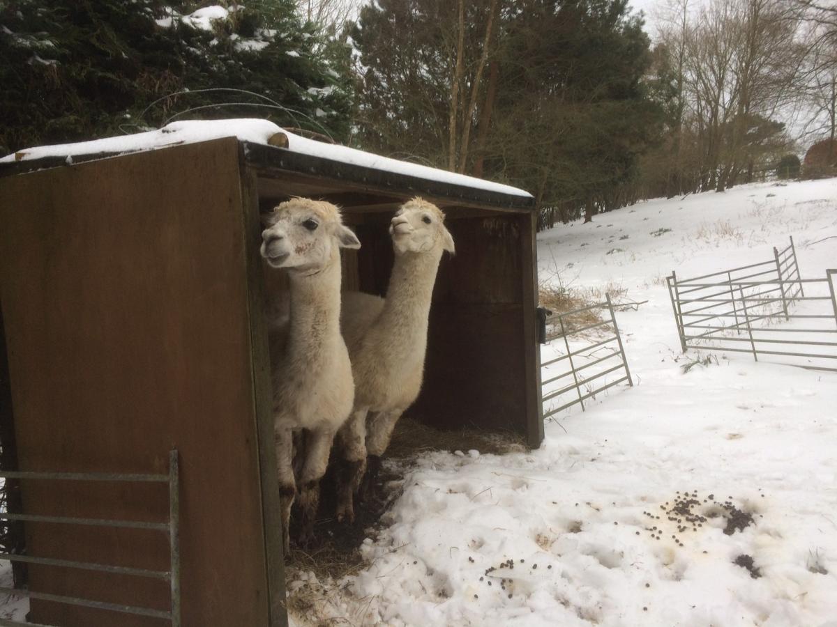 Alpacas take heed of the weather warning. Picture: Regpengellyphotography.co.uk