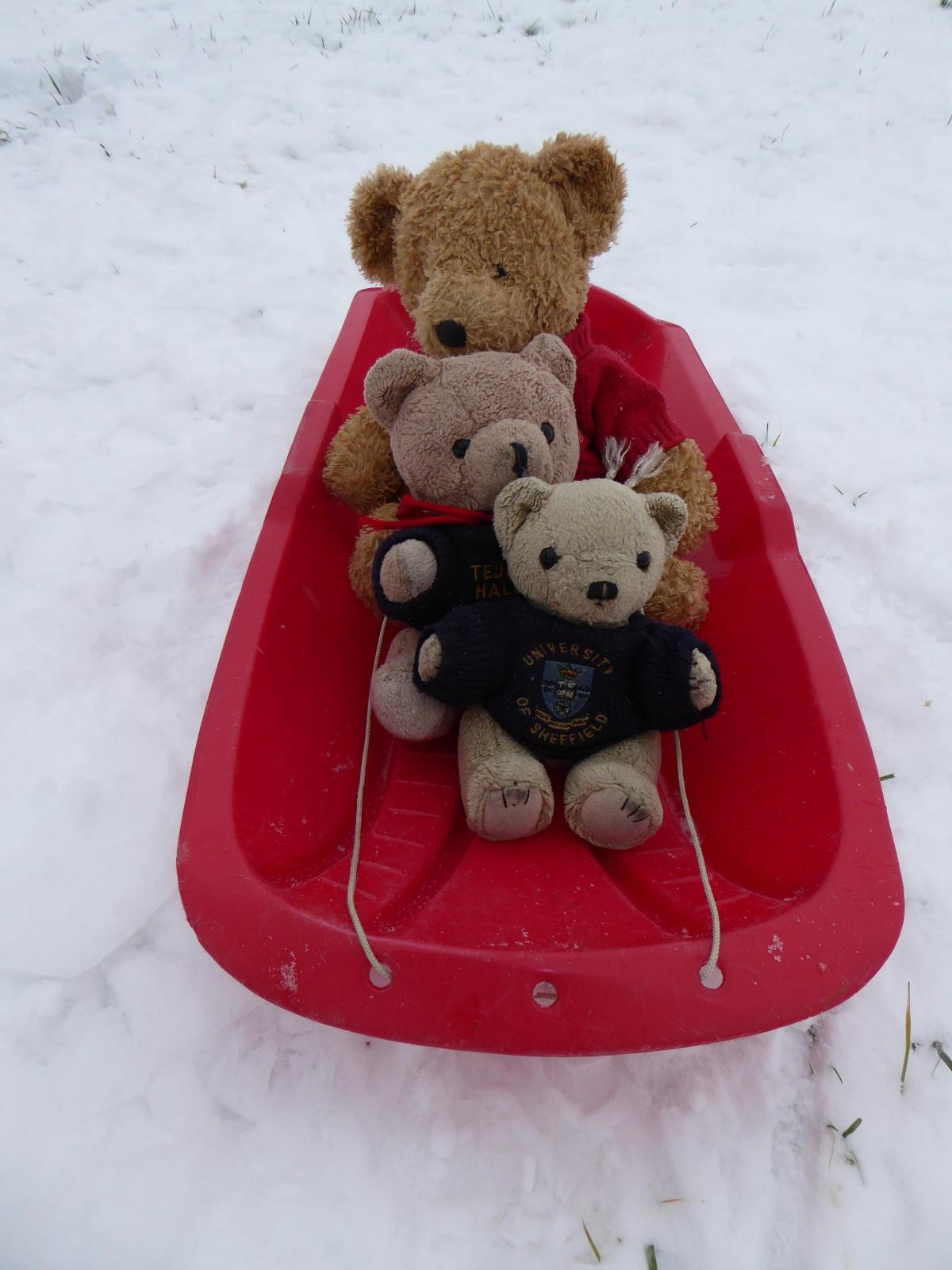 Teddies have a go at stedging. Picture: Margie Barbour