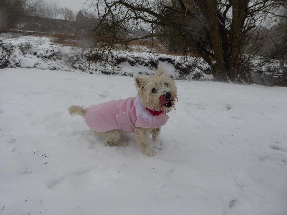 Molly in the snow. Picture: Margie Barbour