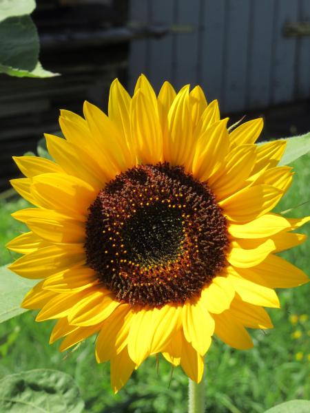 Ineffable sunflowers image