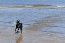 Have your say on dog using Dorset's green spaces and beaches