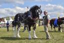 Heavy Horse in the Grand Parade at the Melplash Show at Bridport.  25th August 2022.  Picture Credit: Graham Hunt Photography
