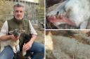 Cameron Farquharson is calling on tougher laws to curb livestock being attacked by dogs