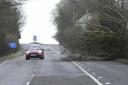 The A35 in Bridport was partially blocked by a fallen tree brought down by Storm Eunice