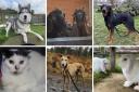 Animals that are looking for their forever homes in Dorset.