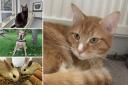 A fair few animals at the RSPCA centre in Dorset are looking for new owners