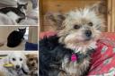 Various different animals are looking for homes from the Ashley Heath centre