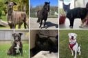 Margaret Green Animal Rescue is looking to rehome these animals