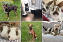 Margaret Green is looking to rehome a number of animals