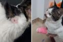 Injuries to Tallulah the cat caused by Harry Taberner Pictures: RSPCA