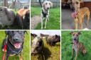 Margaret Green is looking to rehome a number of animals in its care