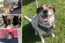 Could you rehome any of these pets in Dorset?